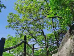 -王顺山国家森林公园