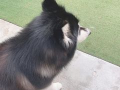 -Dog in Town Ekkamai