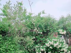 -小仙居·农家宴烤羊· 农庄