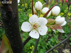 -南汇桃花村