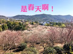 -香雪海