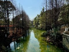 -八大山人梅湖景区