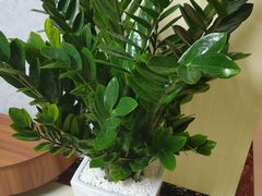 -爱尚养生SPA(银城绿洲店)