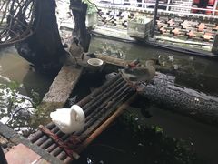景观位-优之名鹅城