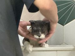 -瑞鹏宠物医院·骨科·猫科·内科(第一中心)