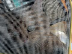 -博特宠物医院24h犬猫全科.骨科·异宠