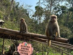 -西双版纳原始森林公园