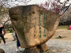 -香雪海
