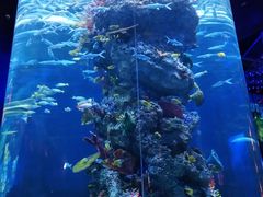 -芜湖新华联大白鲸海洋公园