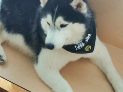 -Husky Go! 哈士奇体验馆·宠物咖啡厅狗咖