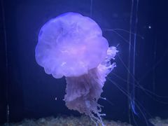 -欢乐海岸海洋奇梦馆