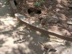 -石家庄市动物园