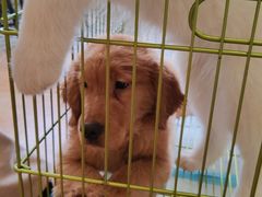 -Let's go狗咖·猫咖·奶狗·桌游(春熙路IFS店)