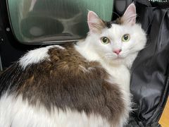 -严国平动物医院(德政总院)