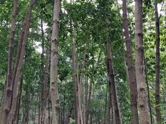 -云溪植物园