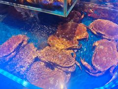 -同庆楼(天鹅酒家店)