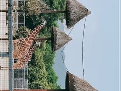 -苏州上方山国家森林公园