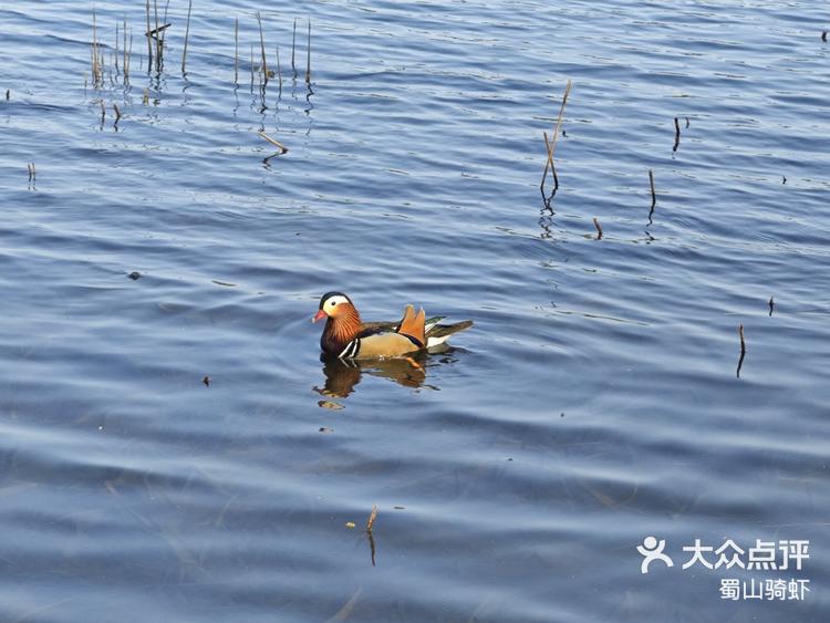 颐和园天鹅图片