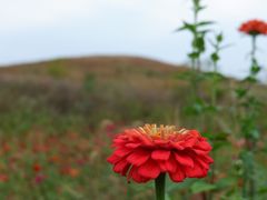 -恋山坝上草原