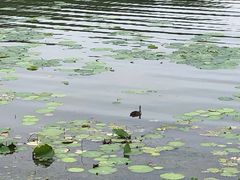 -丁香湖公园