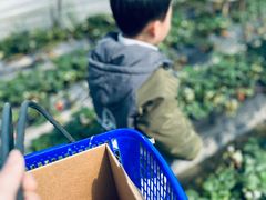 -小鱼草莓采摘园农家乐·小鱼餐厅