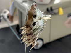 -小猫钓鱼海钓俱乐部(椰梦长廊店)