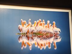 -罗红摄影艺术馆