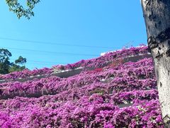 -深圳仙湖植物园