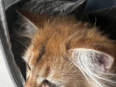 -伟伟宠物医院·瑞派猫友好医院·猫科(光谷店)