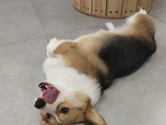 -Heymao猫咖.咖啡厅(东门店)