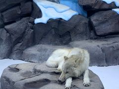 -海合安青岛极地海洋公园
