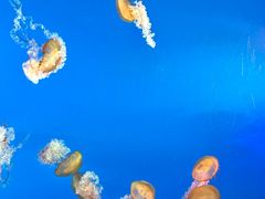 -太平洋海底世界