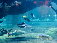 -华夏文旅海洋公园