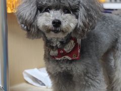 -宠颐生猫科·内科皮肤科(西平世纪城店)