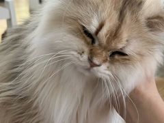 -李小姐の猫咖啡馆(五角场店)