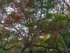 -秋霞圃