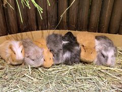 -藦茜花园宠物主题亲子互动体验馆(国顺东路店)