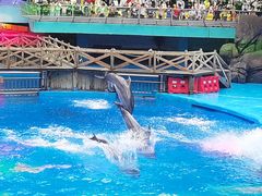 -海合安成都极地海洋公园