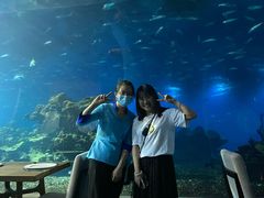 -海棠湾洲际-涛·海底餐厅·美人鱼·自助餐·海底隧道