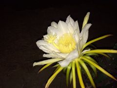 阿林果蔬园-阿林有机农庄