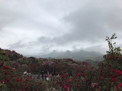 -贵州百里杜鹃风景名胜区