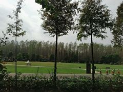 -合肥滨湖国家森林公园