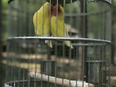 -黄海国家森林公园