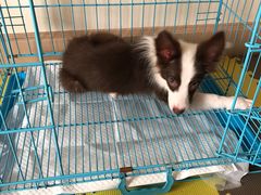 -翊宠yipet猫狗购宠庄园犬舍•猫舍