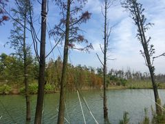 -瑶湖郊野森林公园