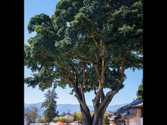 -巍山古城