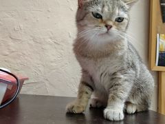 -猫色咖啡·猫咖