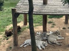 -西霞口神雕山野生动物世界