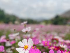 -三亚南山文化旅游区