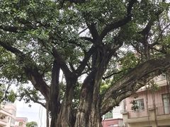 -碧江金楼